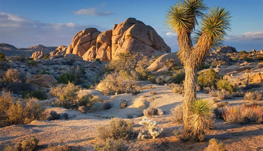 Joshua Tree National Park