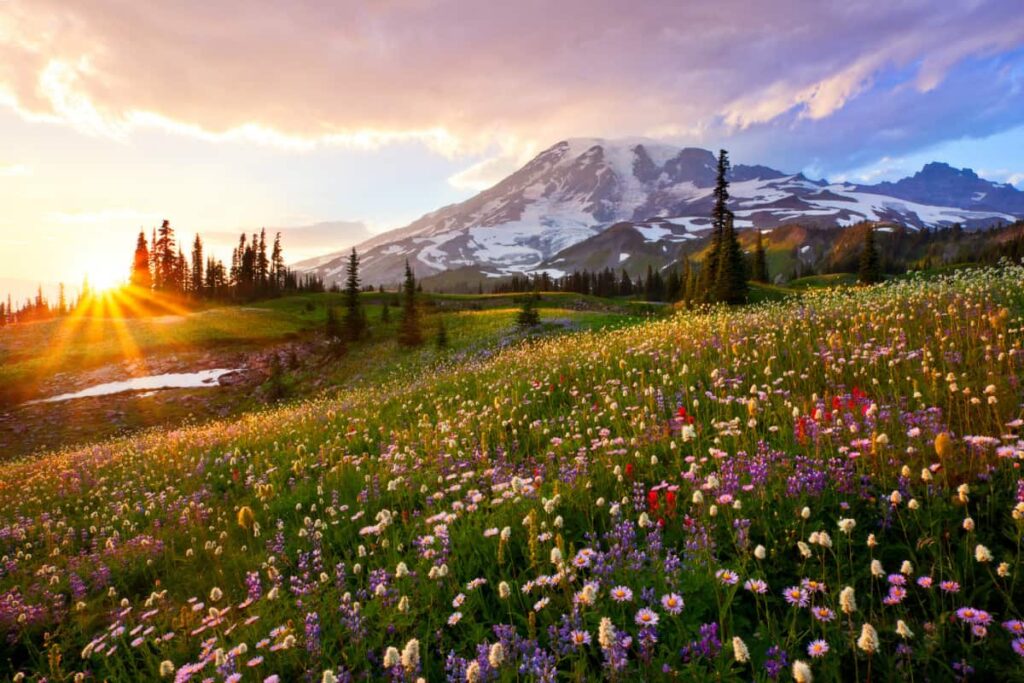 Mount Rainier National Park