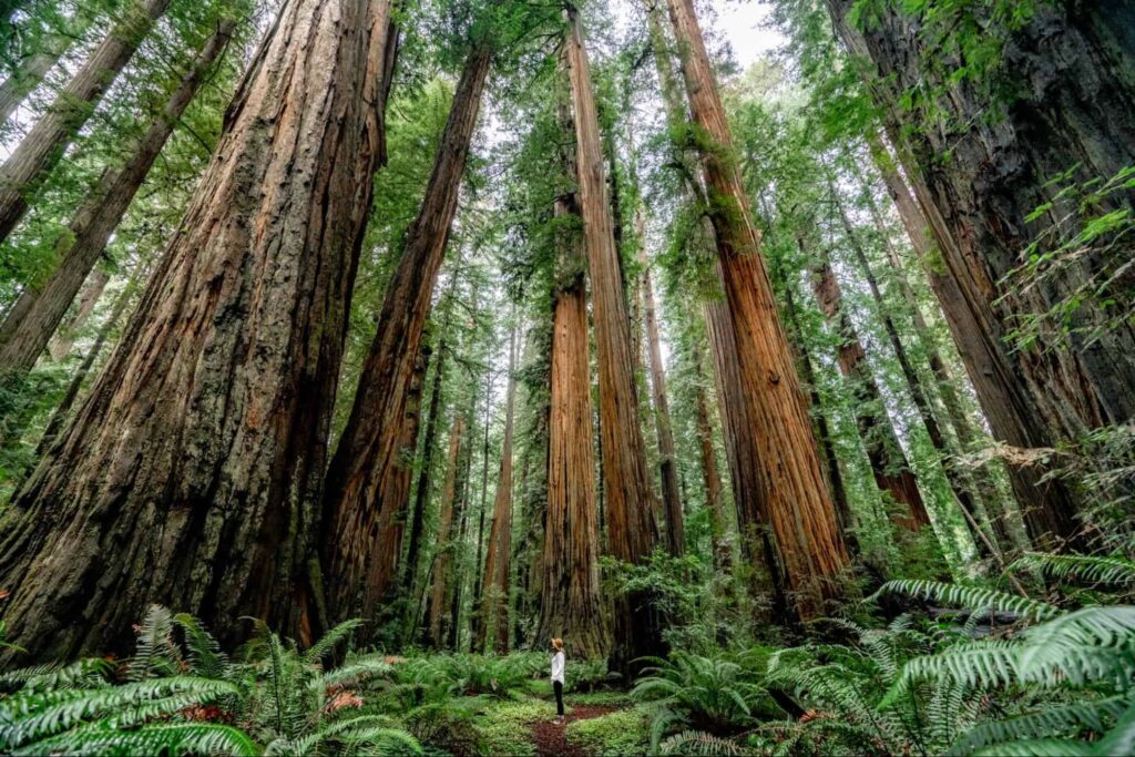 Redwood National Park