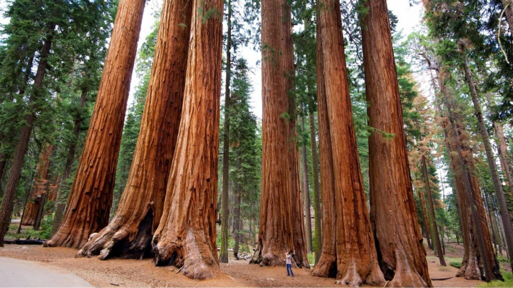 Sequoia National Park