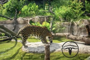 Houston Zoo
