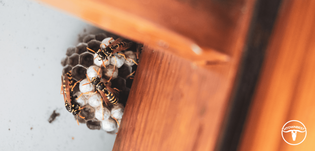 5 Best Pest Control Companies in Houston Homepage