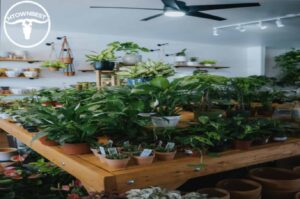 The 5 Best Plant Stores in Houston Homepage