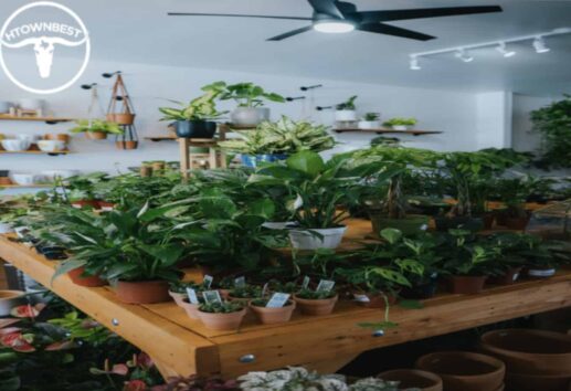 The 5 Best Plant Stores in Houston Homepage