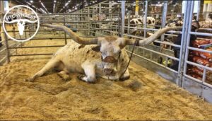 Livestock & Horse Show