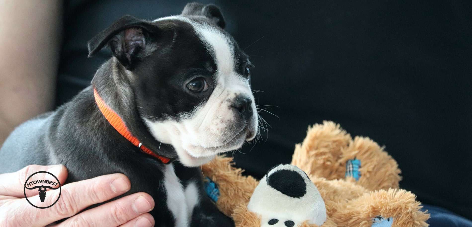 5 Best Dog Daycares in Houston