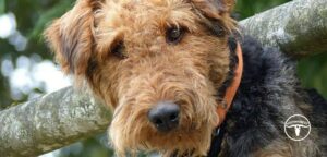 Airedale Terrier