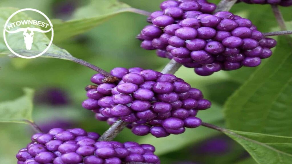 American Beautyberry