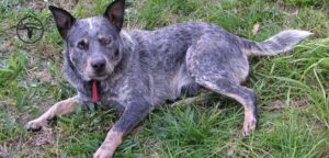 Australian Cattle Dog