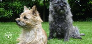 Cairn Terrier