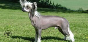 Chinese Crested Dog