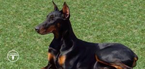 Doberman Pinscher