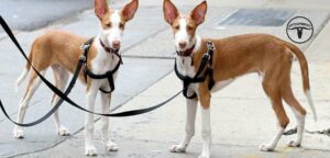 Ibizan Hound