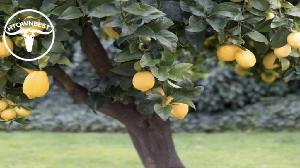 Lemons