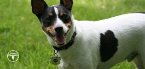 Rat Terrier
