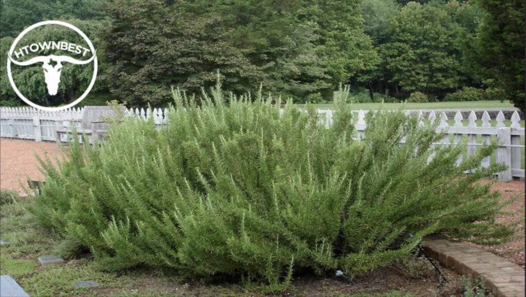 Rosemary