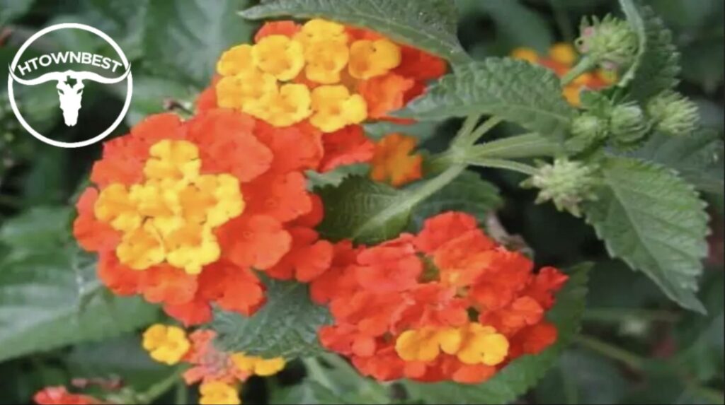 Texas Lantana