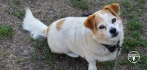The 17 Best Dog Breeds for Houston’s Hot Weather
