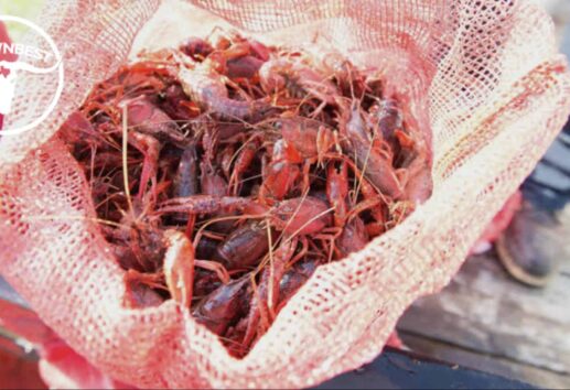 The Top 5 Places to Buy Live Crawfish in Houston