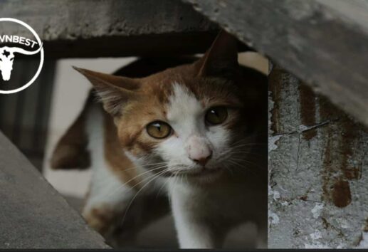 What do you do with stray cats in Houston