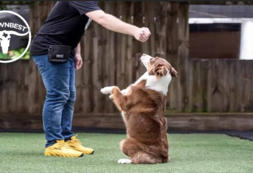 The 5 Best Dog Training Companies in Houston