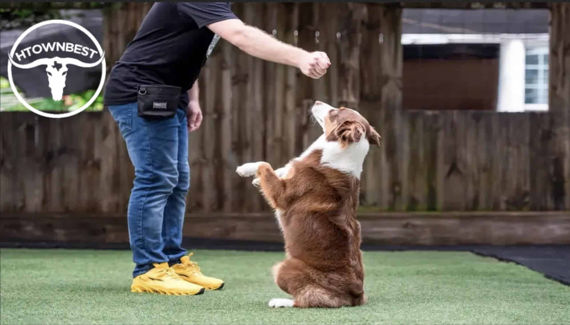The 5 Best Dog Training Companies in Houston