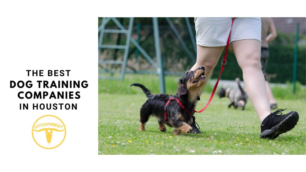 The 8 Best Dog Training Companies in Houston