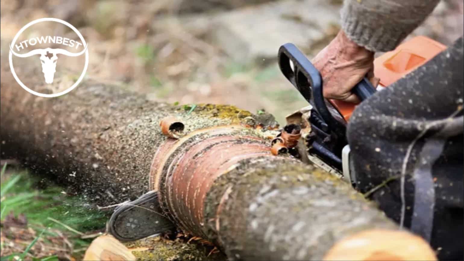The 5 Best Tree Removal Services In Houston