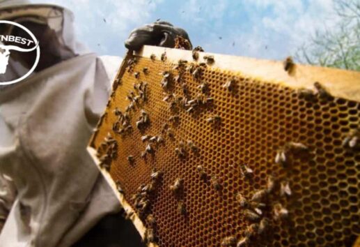 The Top 5 Bee Removal Companies In Houston