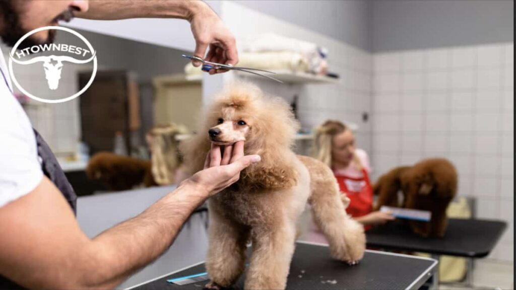 The Top 5 Dog Grooming Places in Houston