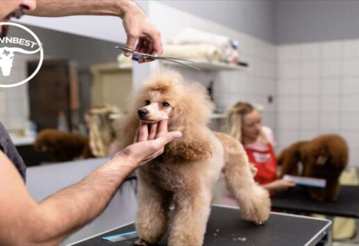 The Top 5 Dog Grooming Places in Houston