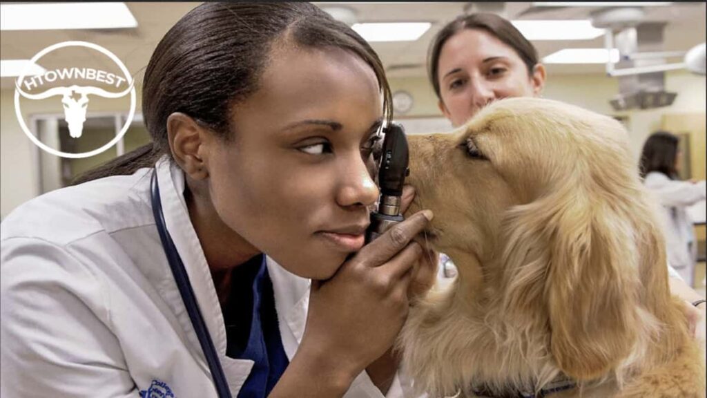 The Top 5 Veterinarian Services In Houston