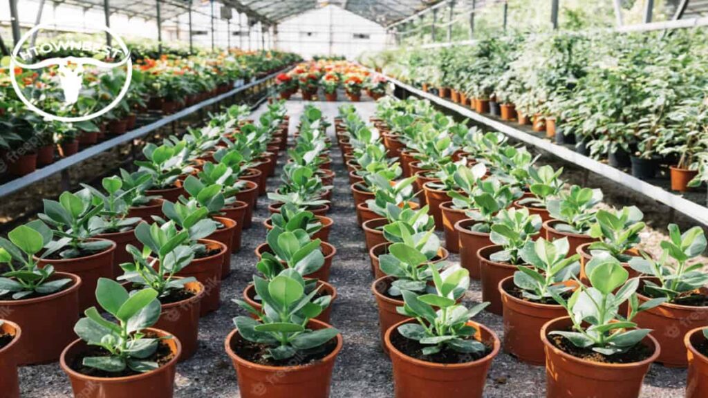 The Top 5 Green Thumb-Approved Nurseries in Houston