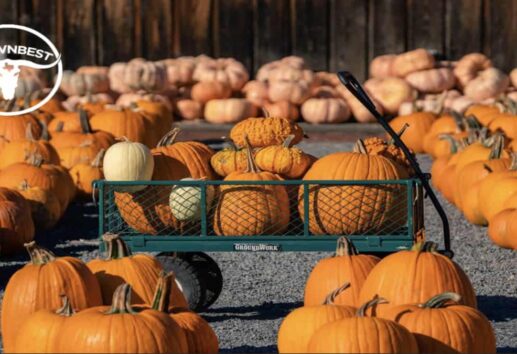 Houston's Best Pumpkin Patches A Guide for the Whole Family