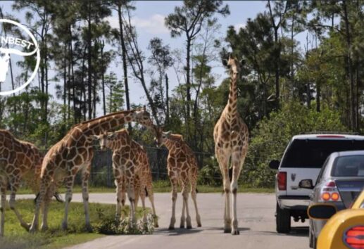 Experience Wild Fun with Houston's Safaris