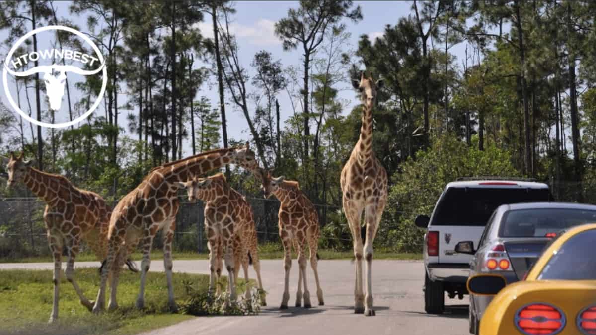Experience Wild Fun with Houston's Safaris