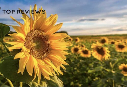 From Bloom to Bounty Houston's Best Sunflower Fields