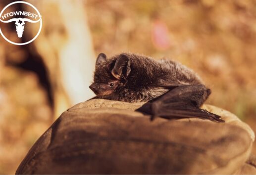 Bat Watching in Houston A Newbie’s Guide to Night Flyers