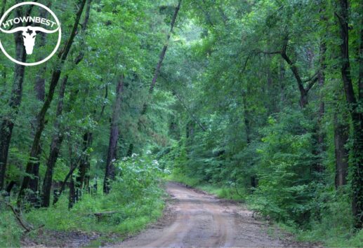 Davy Crockett National Forest
