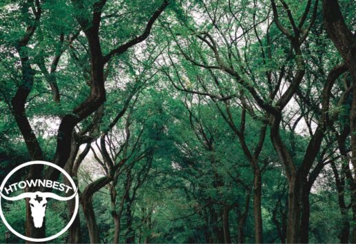 Nature's Playground A Comprehensive Guide to Houston's Best Parks