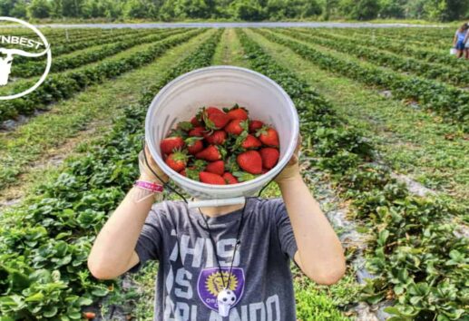 The Top 3 Strawberry Farms We Tried Near Houston