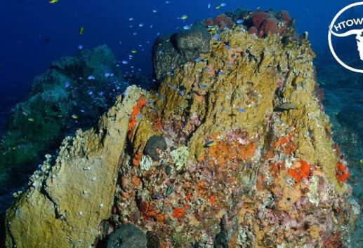 A Deep Dive into Scuba Diving in Houston