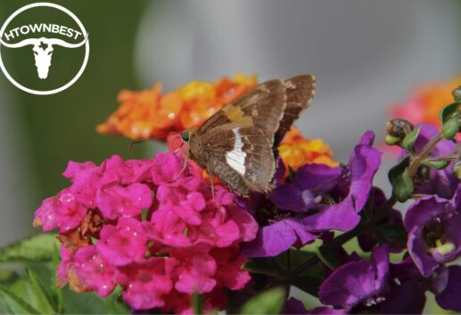A Local’s Guide to Visiting the Cockrell Butterfly Center in Houston