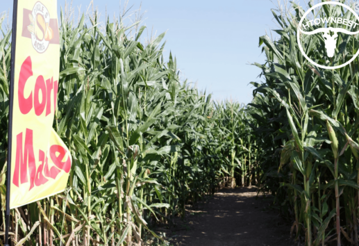 A Quest for Houston’s Best Corn Mazes
