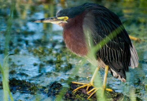 Finding Feathered Friends in Houston’s Top Bird Watching Spots