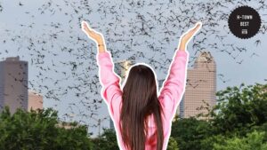 4. See A Different Side of Houston At Waugh Drive Bat Colony