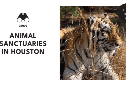 animal-sanctuary-houston