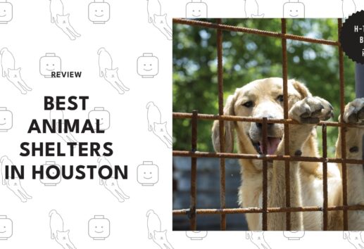 dog-shelter