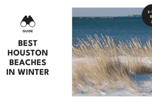 best-beaches-in-winter-houston-banner