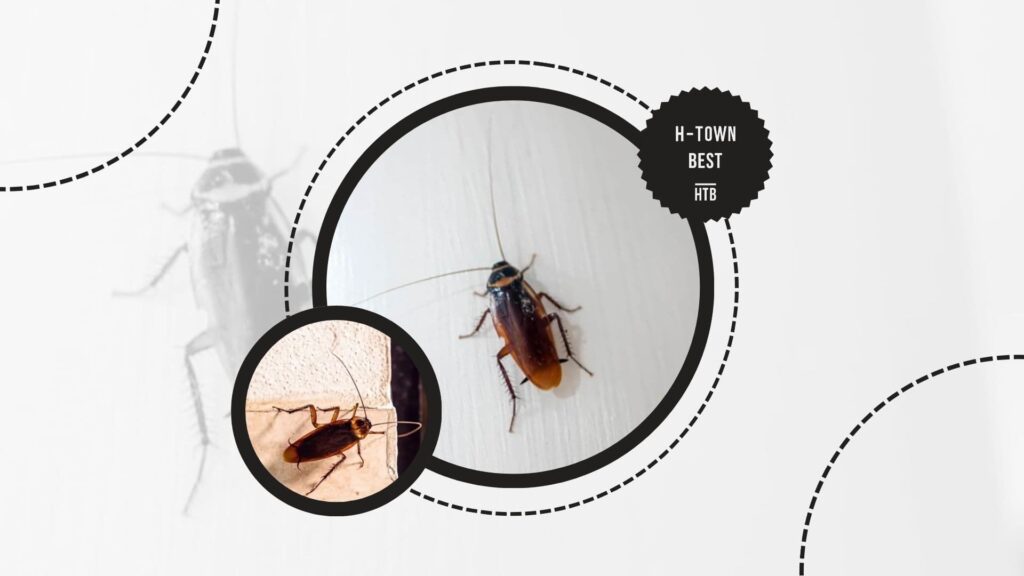 infestation-problems